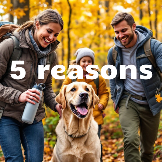 5 reasons why every owner needs a dog water bottle